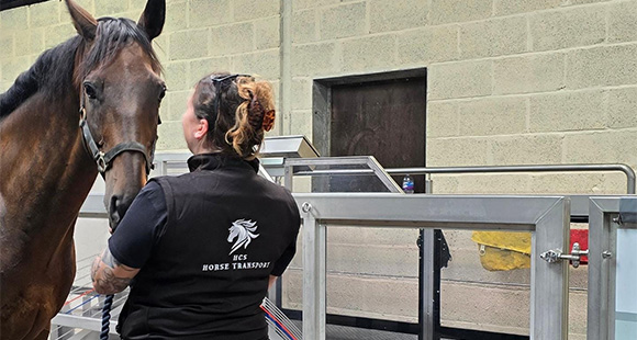 a worker of HCS Horse Transport interacting with a horse in preparation for transportation