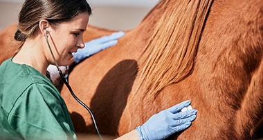 a horse veterinarian using a stethoscope to listen to a horse's heartbeat