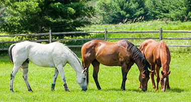 three horses grazing together in a field