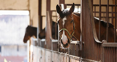 a horse in a stable looking this way