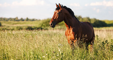 a horse standing proudly in a field of long grass