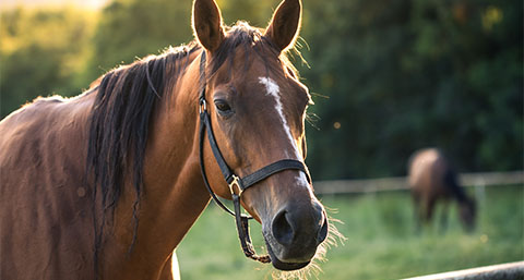 a close-up of a horse standing in a field