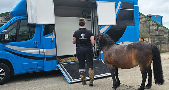 one of the owners of HCS Horse Transport leading a fowl into their horsebox for a driven hire